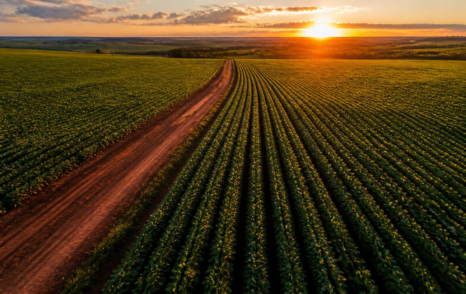 Vista aérea de lavoura de soja ao amanhecer com linhas de plantio e estrada de terra